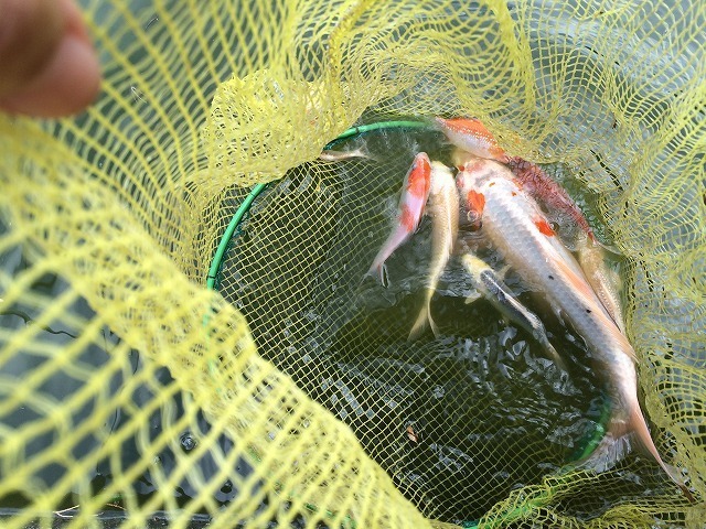 金魚 いやいや錦鯉の大漁釣り 浜松市浜北区 ホームタウン浜松で楽しいことを見つける日々